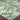 Ravello Outdoor Coastal Green & Ivory Rug - Design RVL2358