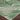 Ravello Outdoor Coastal Green & Ivory Rug - Design RVL2359