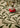 Origins Wool Hand Tufted Trailing Leaf Cream/Green Rug