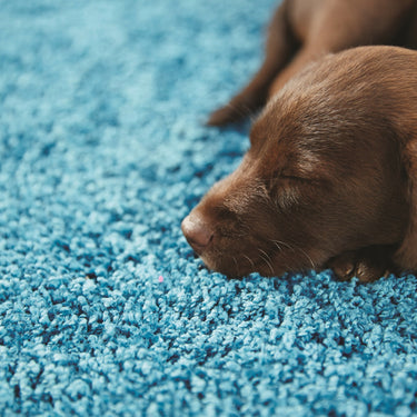 Origins My Teal Blue Washable Non-Slip Polypropylene Shaggy Rug