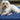Howler & Scratch Washable Non Slip Shaggy Rug in Midnight Blue