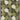 Asiatic London Romy Jive Hand-Tufted Green Wool Viscose Textured Rug