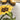 My Nylon Pattern Sunflowers Washable Non-Slip Bordered Rug